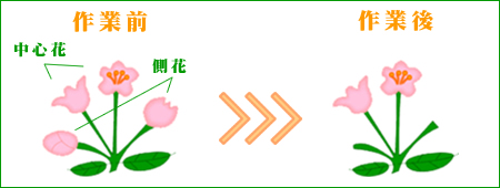 りんごの摘花作業