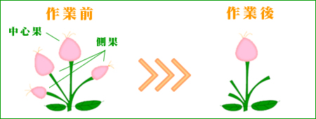 りんごの摘果作業